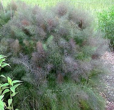 Swallowtail Fennel Butterfly Flower Seeds Flower Seeds Renee's Garden and Perennials