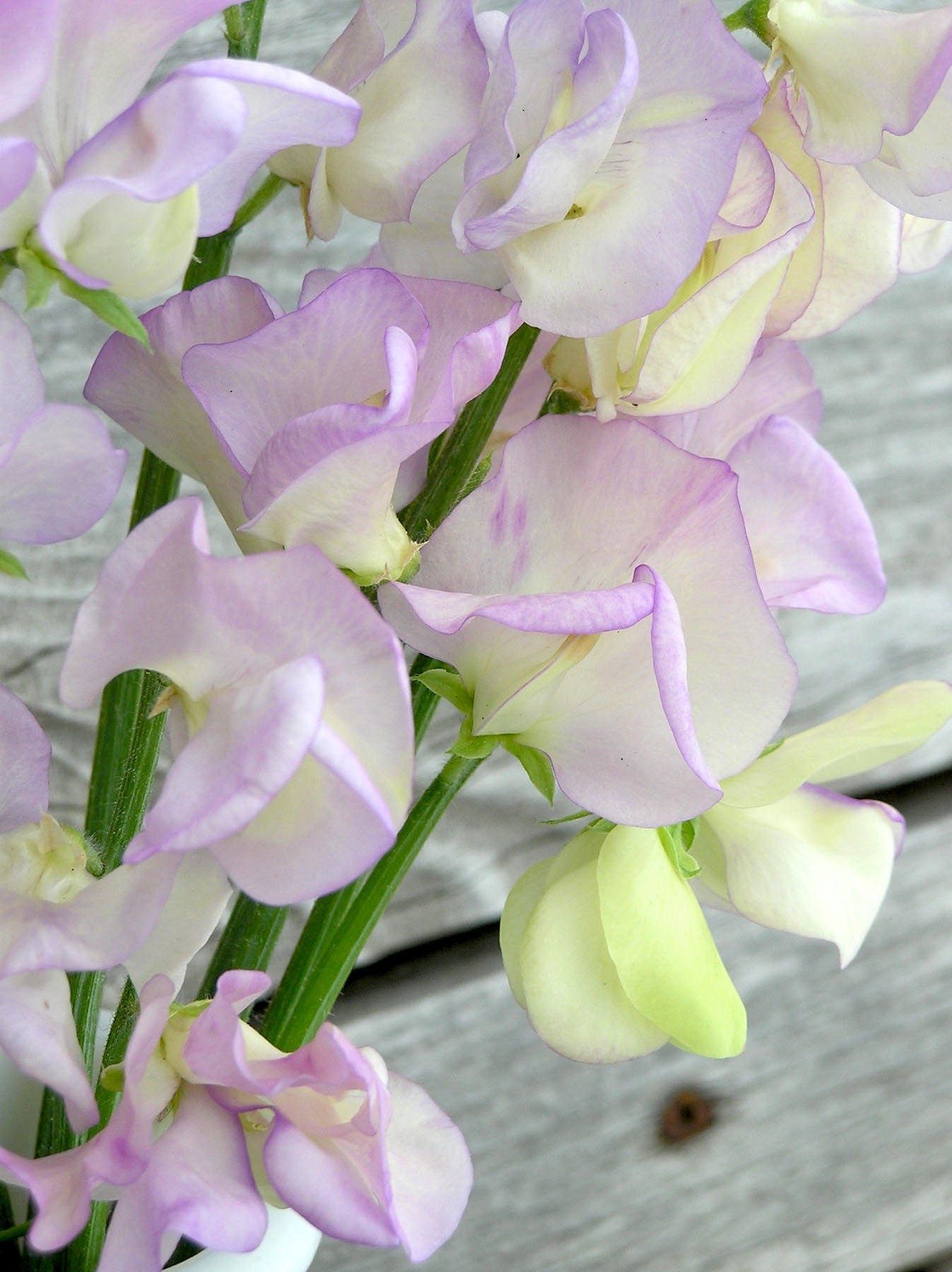 April in Paris Fragrant Sweet Pea Seeds Flower Seeds Renee's Garden and Perennials