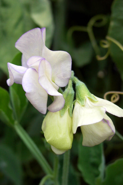 April in Paris Fragrant Sweet Pea Seeds Flower Seeds Renee's Garden and Perennials