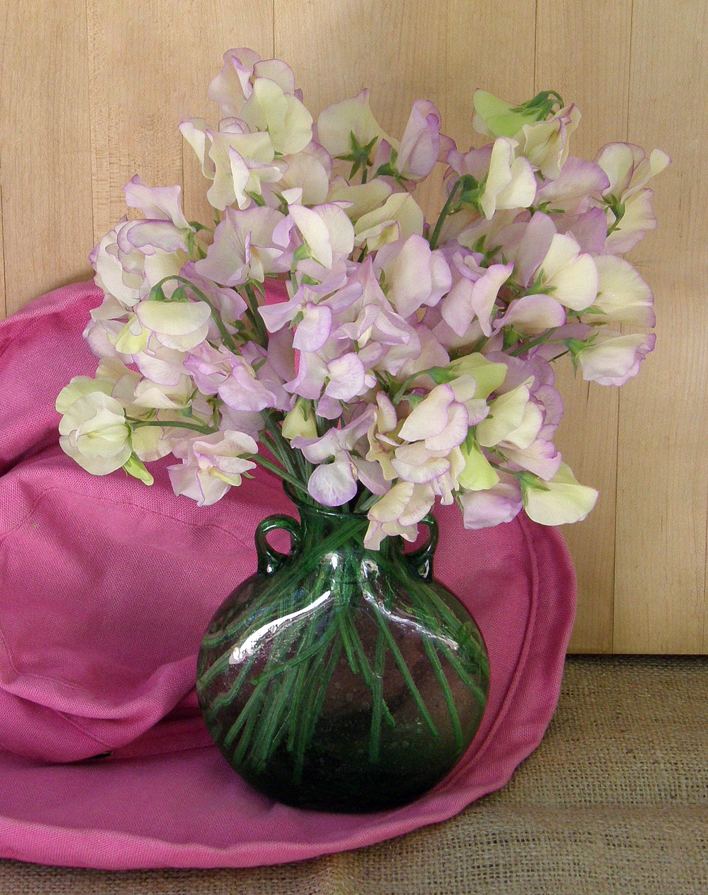 April in Paris Fragrant Sweet Pea Seeds Flower Seeds Renee's Garden and Perennials
