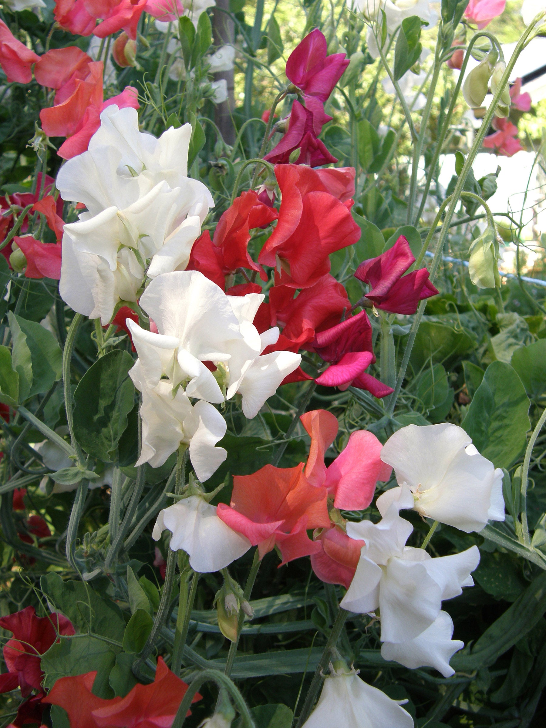 Fire and Ice Scented Sweet Pea Seeds Flower Seeds Renee's Garden and Perennials