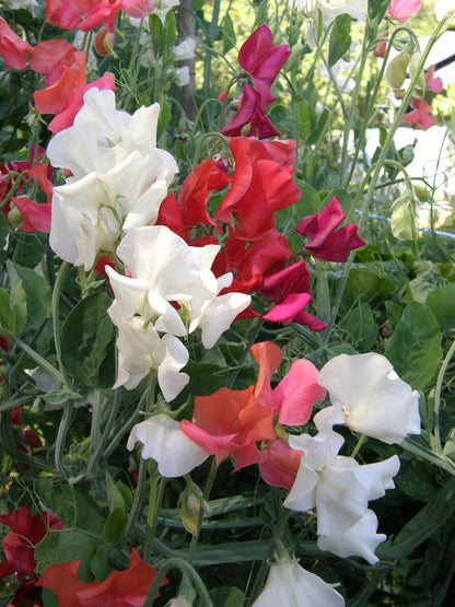 Fire and Ice Scented Sweet Pea Seeds Flower Seeds Renee's Garden and Perennials