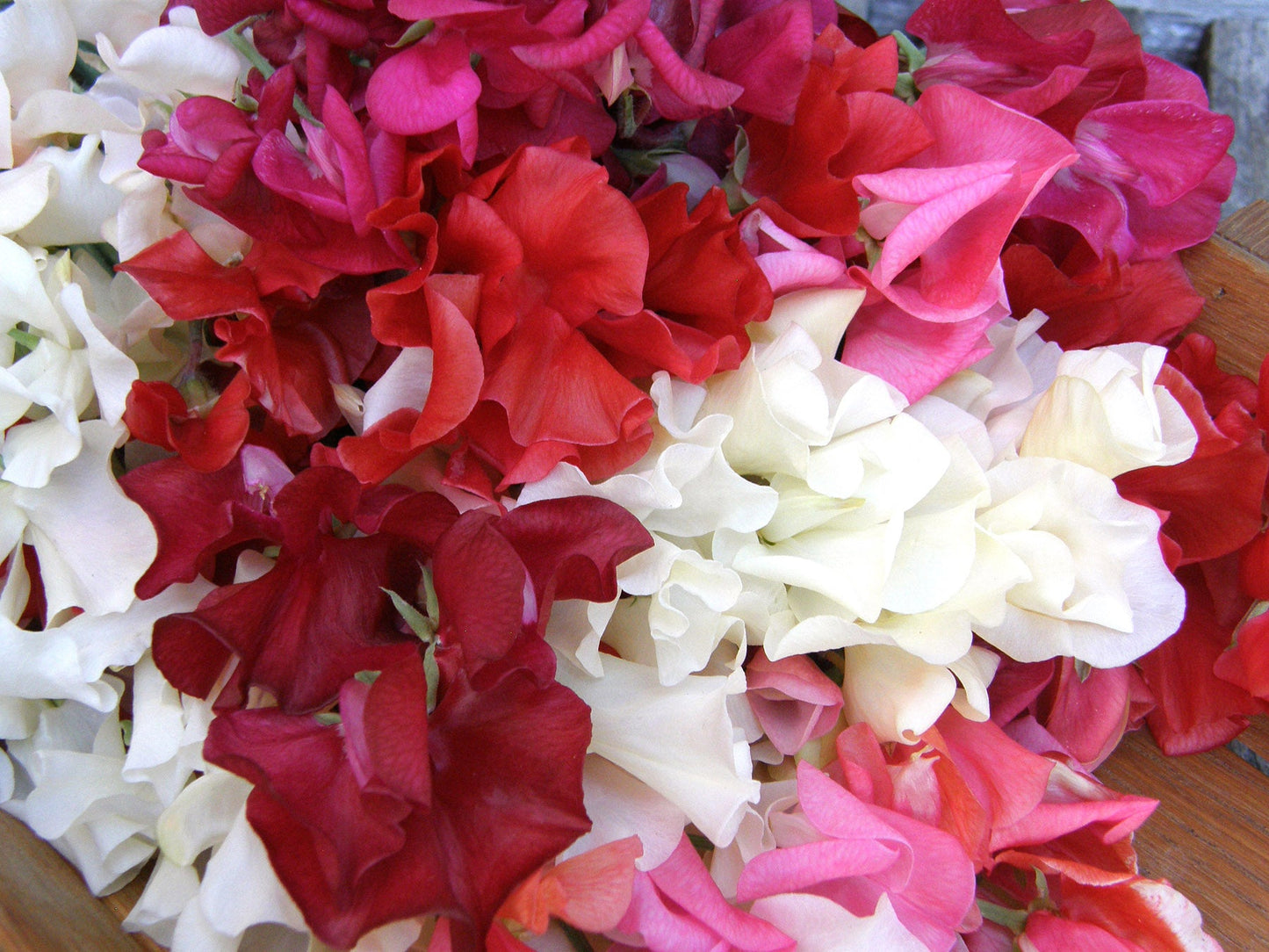 Fire and Ice Scented Sweet Pea Seeds Flower Seeds Renee's Garden and Perennials