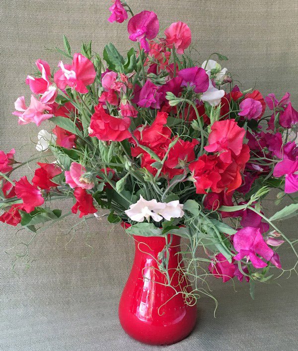 Fire and Ice Scented Sweet Pea Seeds Flower Seeds Renee's Garden and Perennials