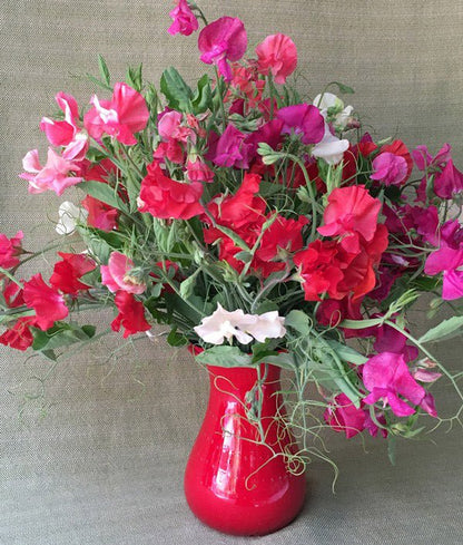Fire and Ice Scented Sweet Pea Seeds Flower Seeds Renee's Garden and Perennials