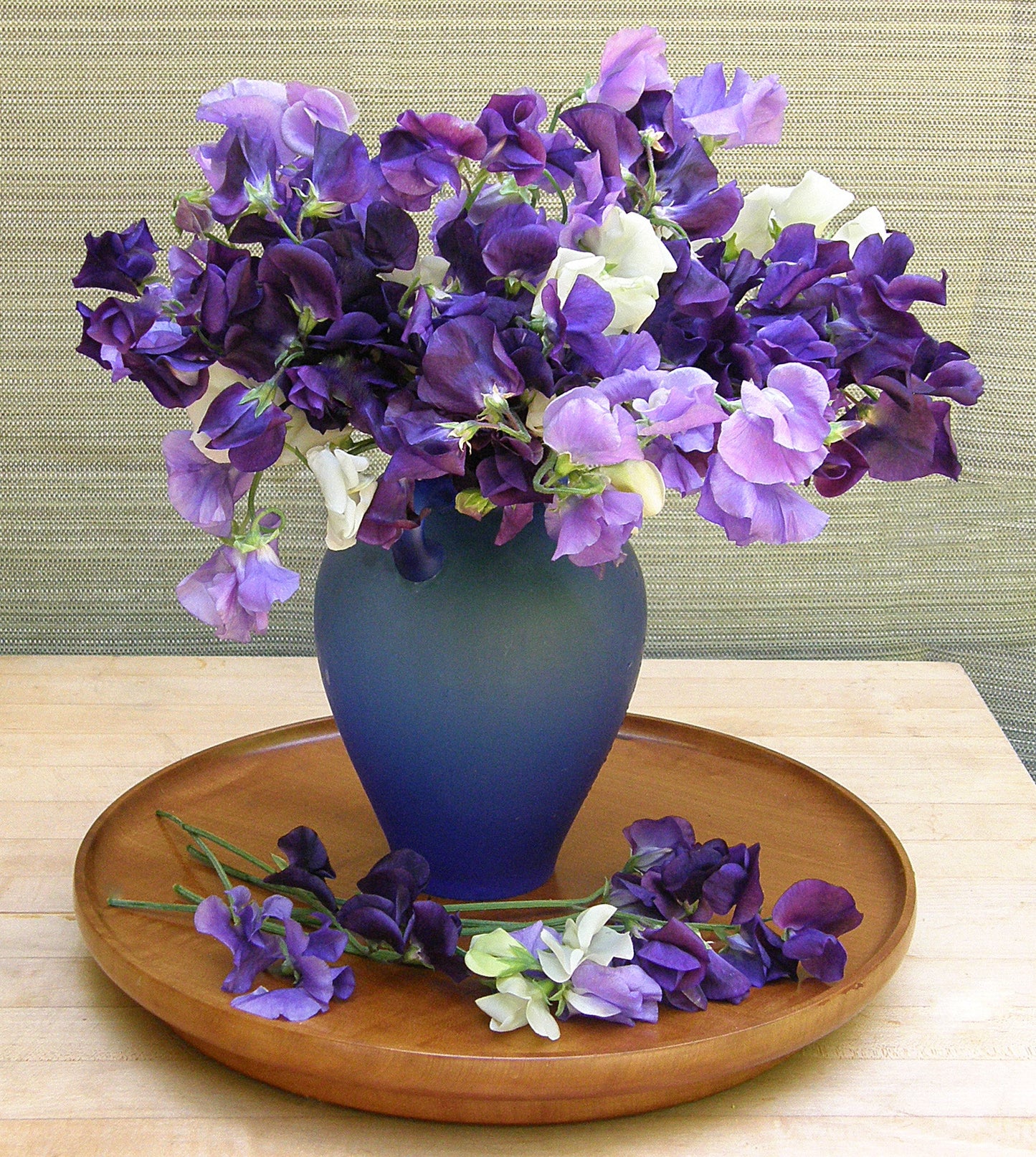 Mermaid’s Dream Heirloom Sweet Pea Seeds Flower Seeds Renee's Garden and Perennials