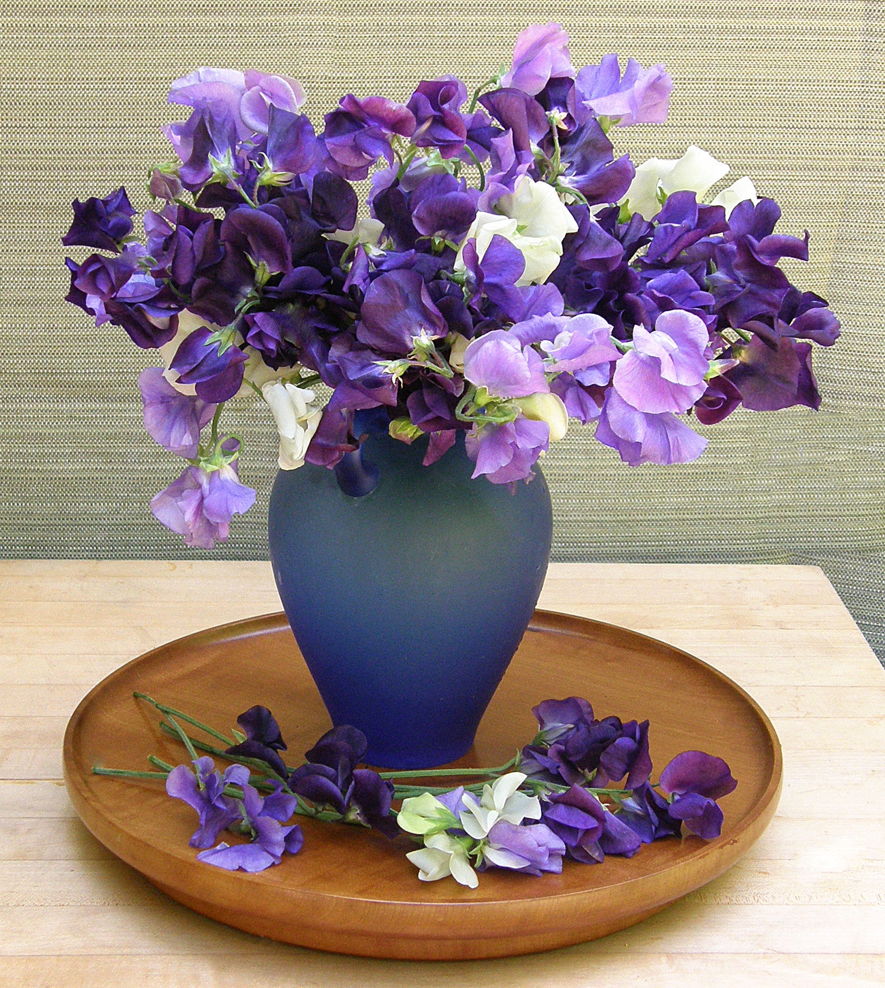 Mermaid’s Dream Heirloom Sweet Pea Seeds Flower Seeds Renee's Garden and Perennials
