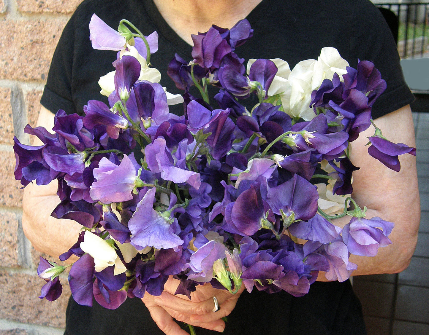 Mermaid’s Dream Heirloom Sweet Pea Seeds Flower Seeds Renee's Garden and Perennials