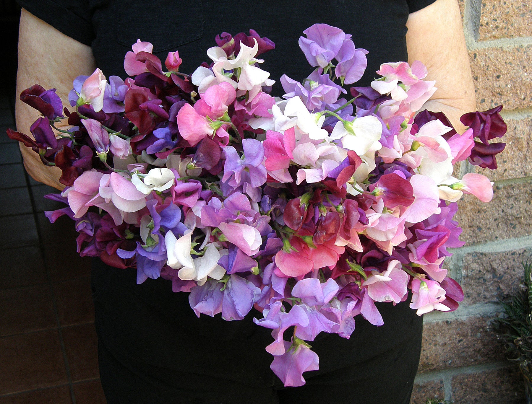 Perfume Delight Heirloom Sweet Pea Seeds Flower Seeds Renee's Garden and Perennials