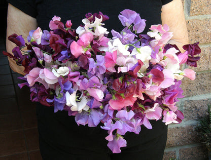Perfume Delight Heirloom Sweet Pea Seeds Flower Seeds Renee's Garden and Perennials