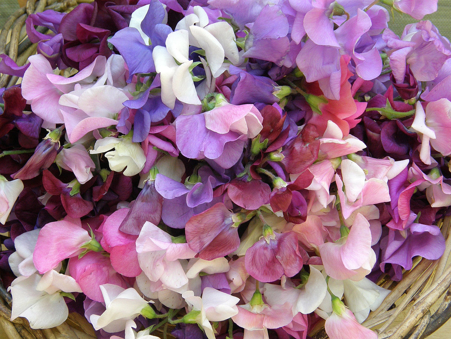 Perfume Delight Heirloom Sweet Pea Seeds Flower Seeds Renee's Garden and Perennials