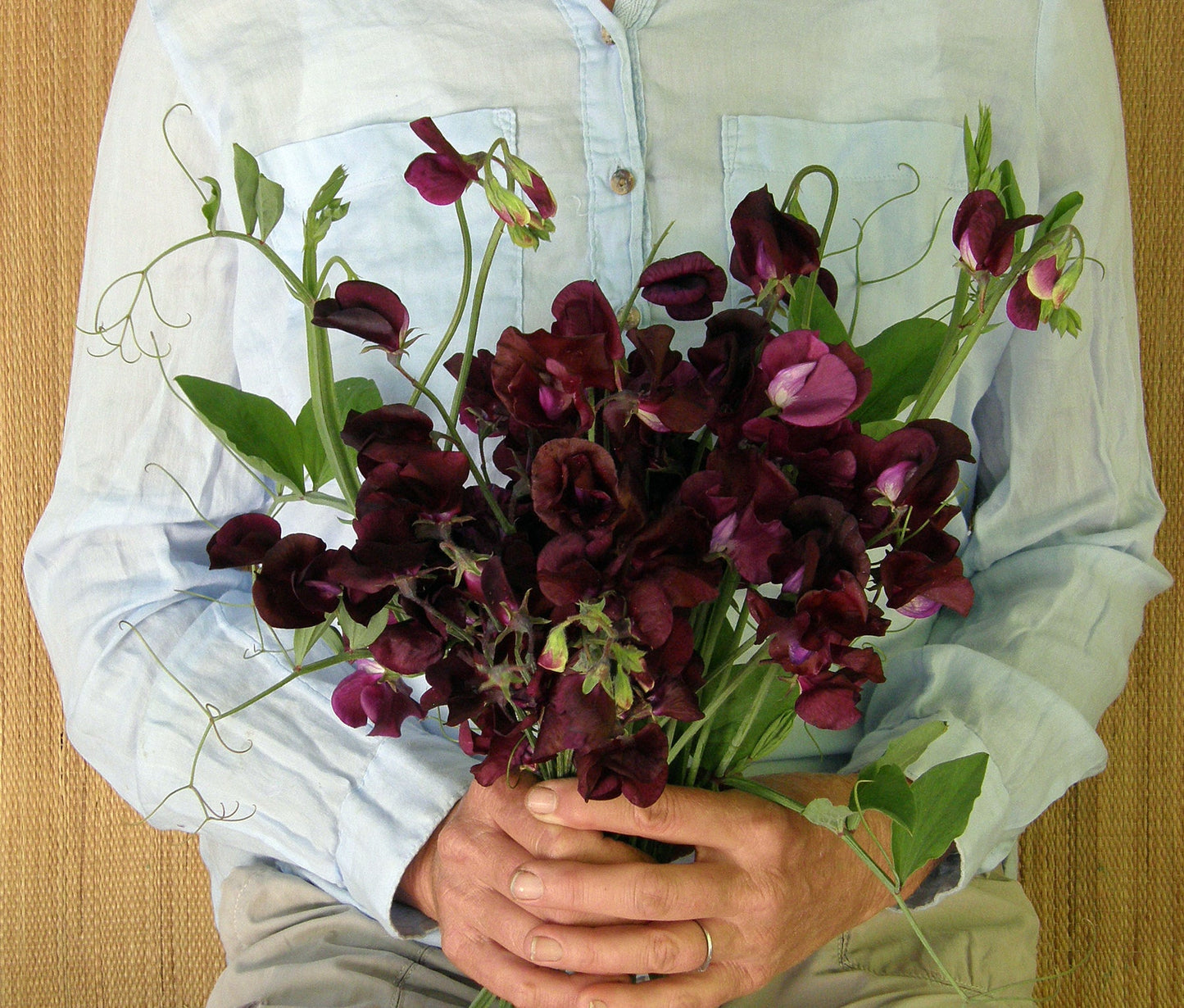 Zinfandel Fragrant Sweet Pea Seeds Flower Seeds Renee's Garden and Perennials