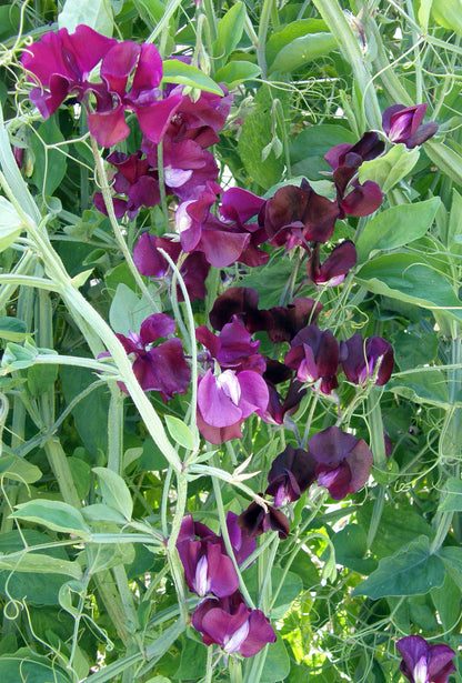 Zinfandel Fragrant Sweet Pea Seeds Flower Seeds Renee's Garden and Perennials