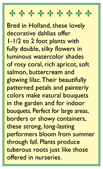 Watercolor Silks Border and Container Dahlia Seeds Flower Seeds Renee's Garden and Perennials