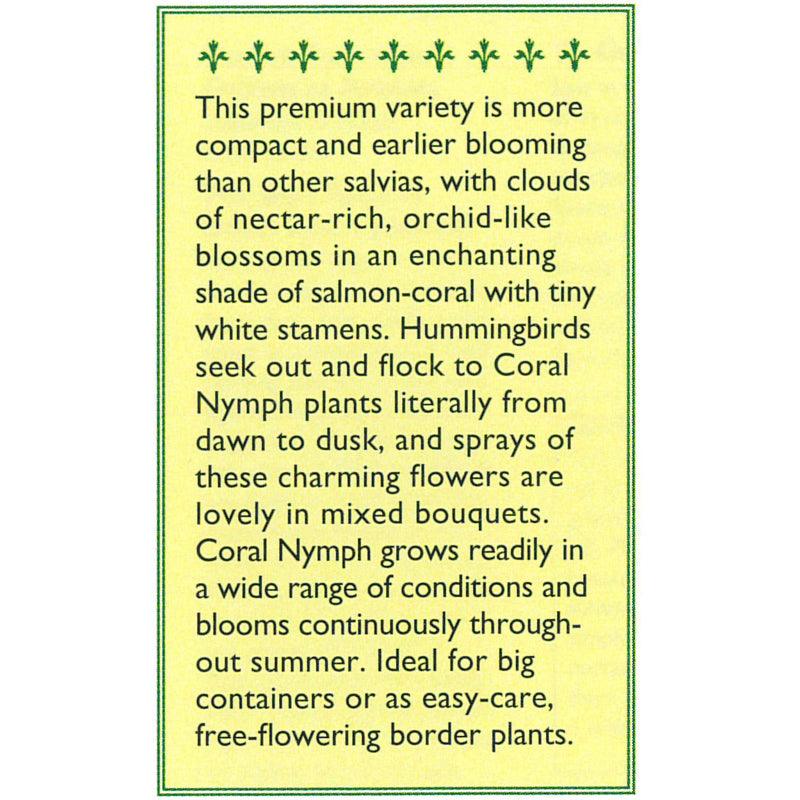 Coral Nymph Hummingbird Salvia Seeds Flower Seeds Renee's Garden and Perennials