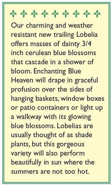 Blue Heaven Windowbox Lobelia Seeds Flower Seeds Renee's Garden and Perennials