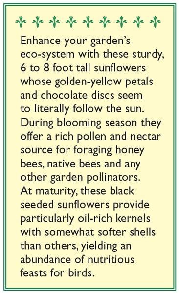 The Birds & Bees Pollinator Sunflower Seeds Flower Seeds Renee's Garden and Perennials