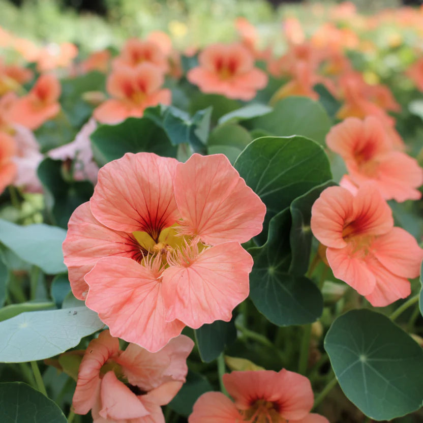Typeof test: pricing table Annie's Annuals & Perennials and Perennials