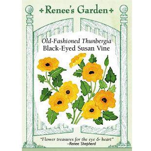 Black-eyed Susan Vine Thungbergia Seeds Flower Seeds Renee's Garden and Perennials