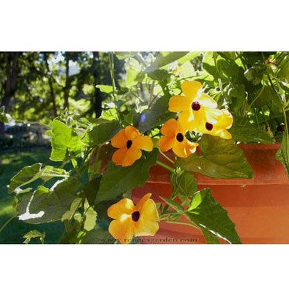 Black-eyed Susan Vine Thungbergia Seeds Flower Seeds Renee's Garden and Perennials