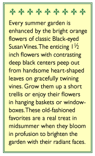 Black-eyed Susan Vine Thungbergia Seeds Flower Seeds Renee's Garden and Perennials