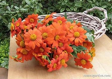 Torch Tithonia Butterfly Flower Seeds Flower Seeds Renee's Garden and Perennials