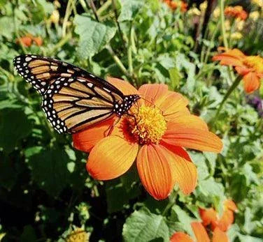 Torch Tithonia Butterfly Flower Seeds Flower Seeds Renee's Garden and Perennials