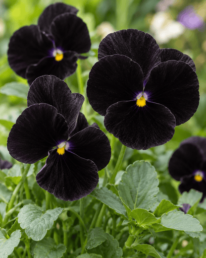 Viola 'Penny Black' | Black Viola | Annie's Annuals Annie's Annuals Annie's Annuals and Perennials