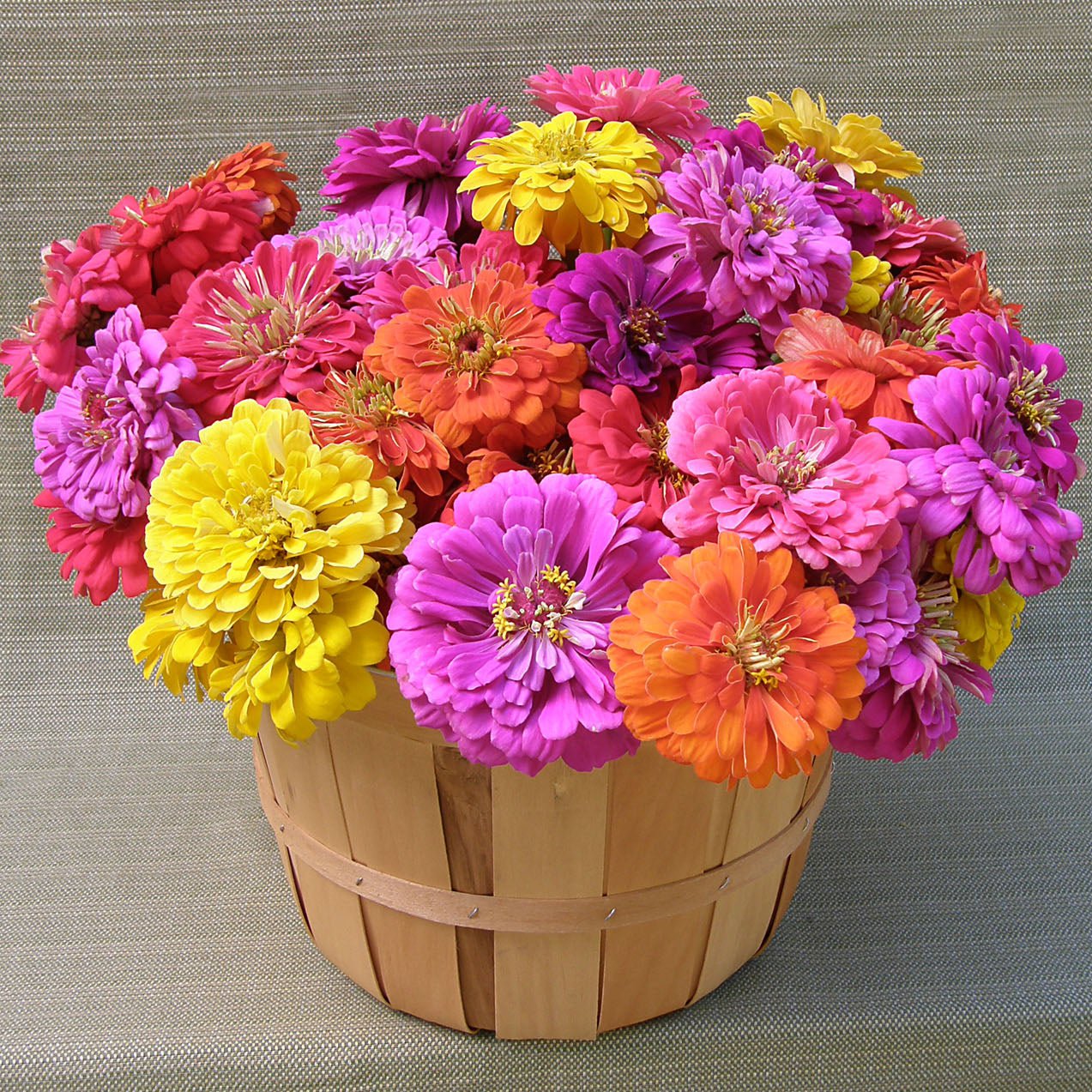 Cabaret Double Cutting Zinnia Seeds Flower Seeds Renee's Garden and Perennials