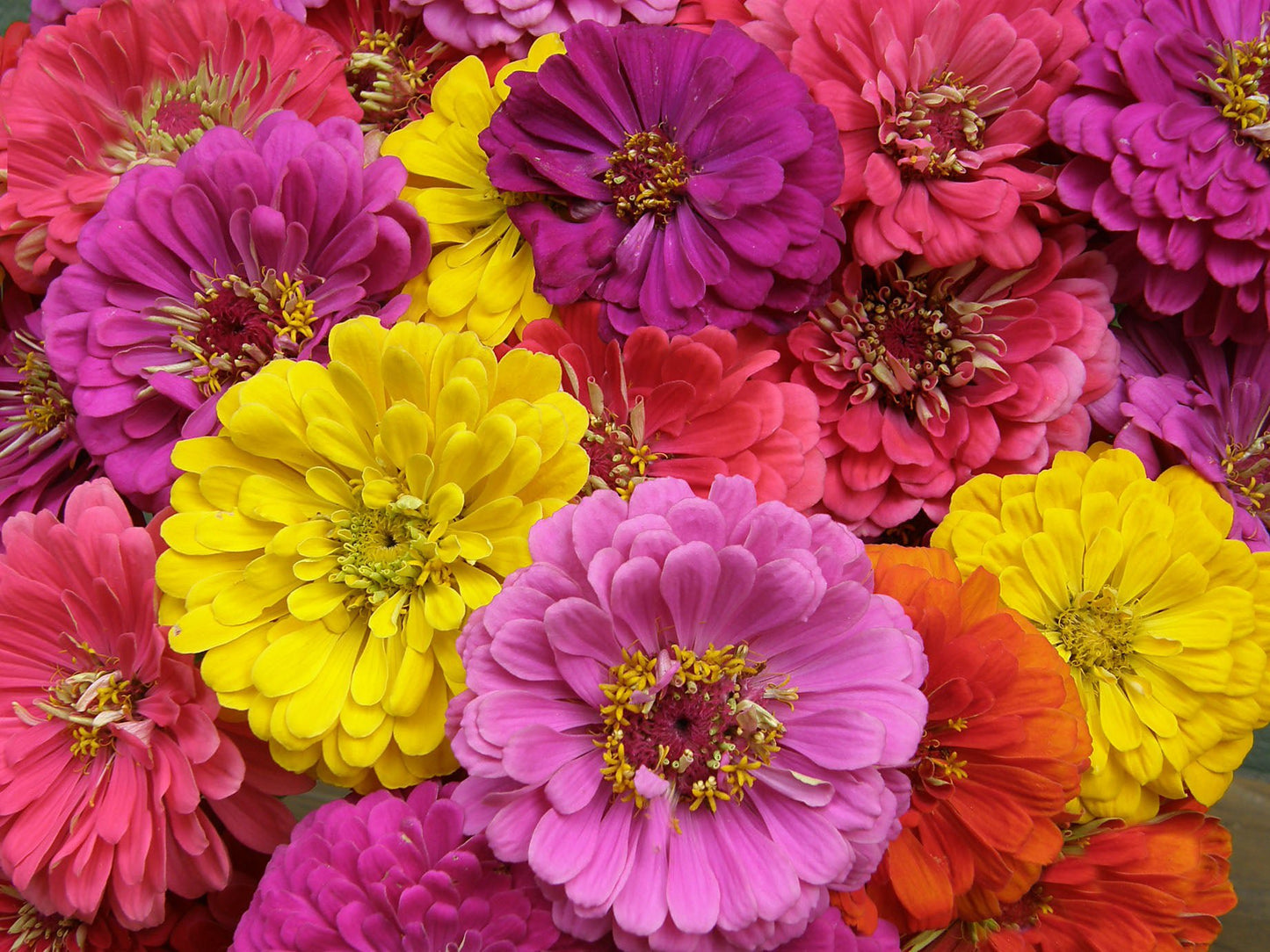 Cabaret Double Cutting Zinnia Seeds Flower Seeds Renee's Garden and Perennials