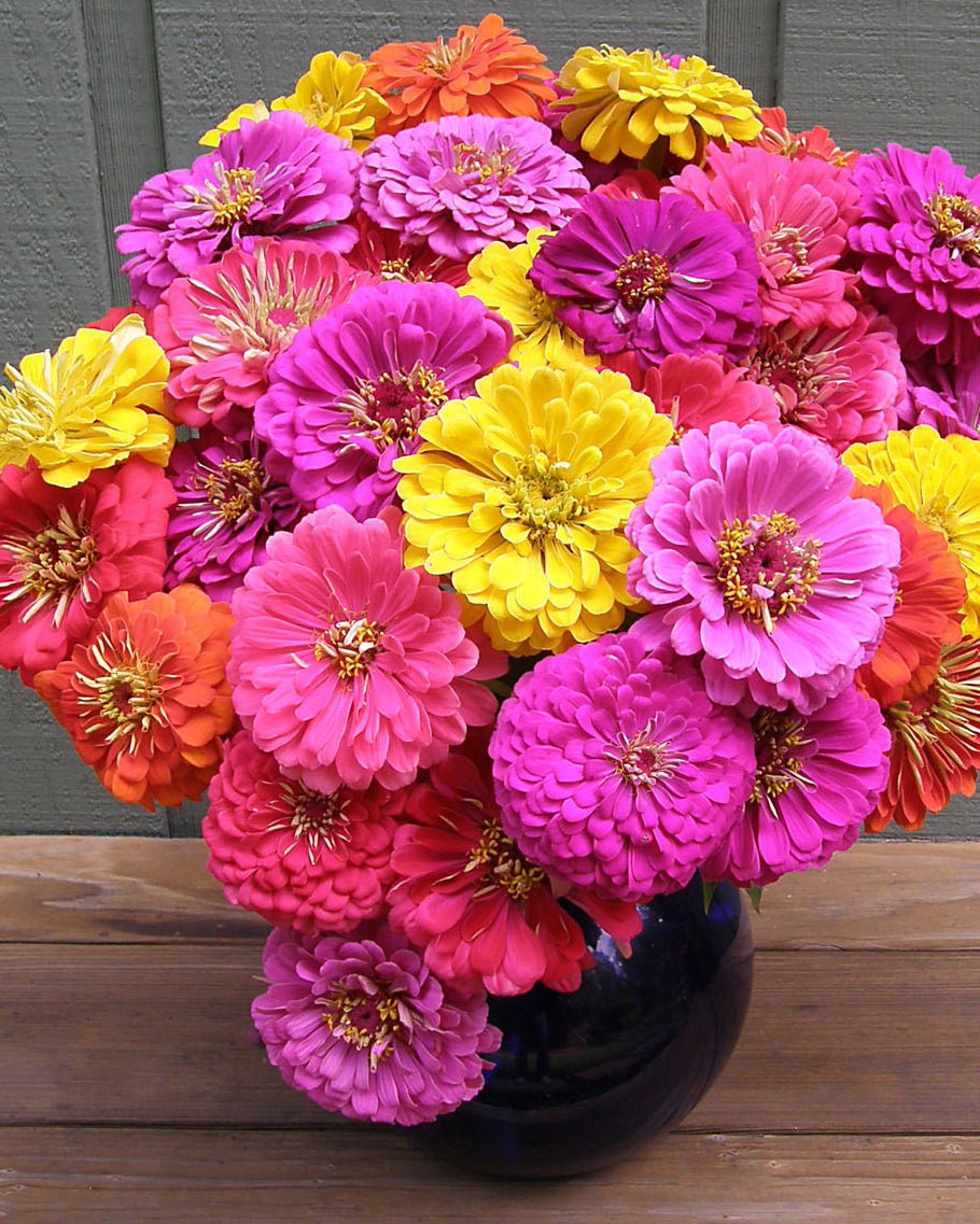 Cabaret Double Cutting Zinnia Seeds Flower Seeds Renee's Garden and Perennials