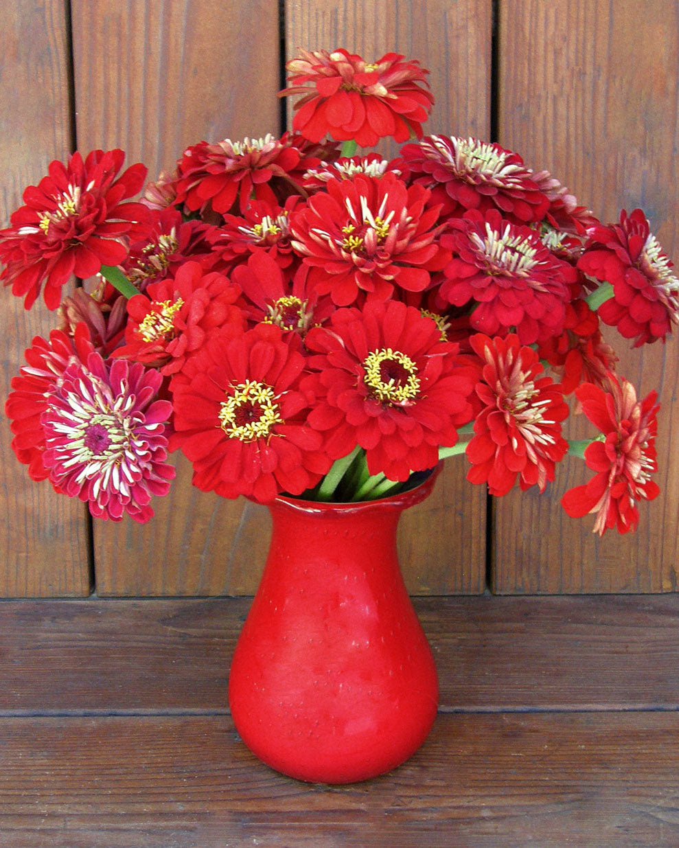 Moulin Rouge Heirloom Zinnia Seeds Flower Seeds Renee's Garden and Perennials