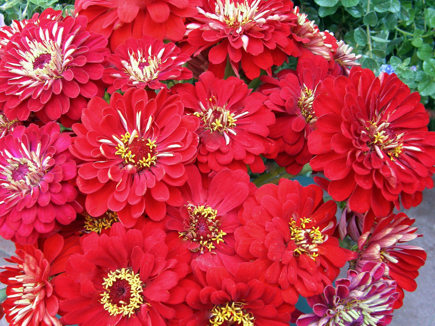 Moulin Rouge Heirloom Zinnia Seeds Flower Seeds Renee's Garden and Perennials
