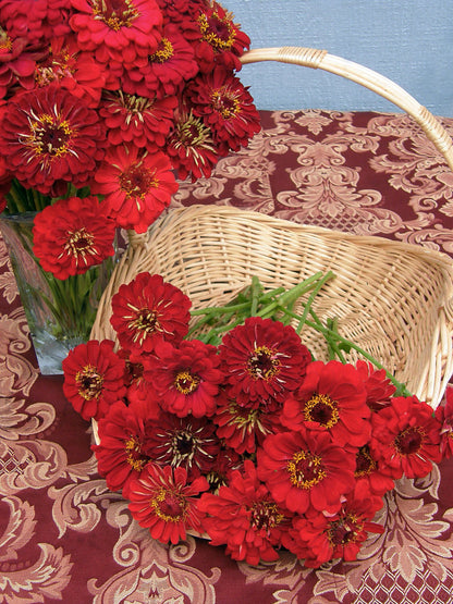 Moulin Rouge Heirloom Zinnia Seeds Flower Seeds Renee's Garden and Perennials