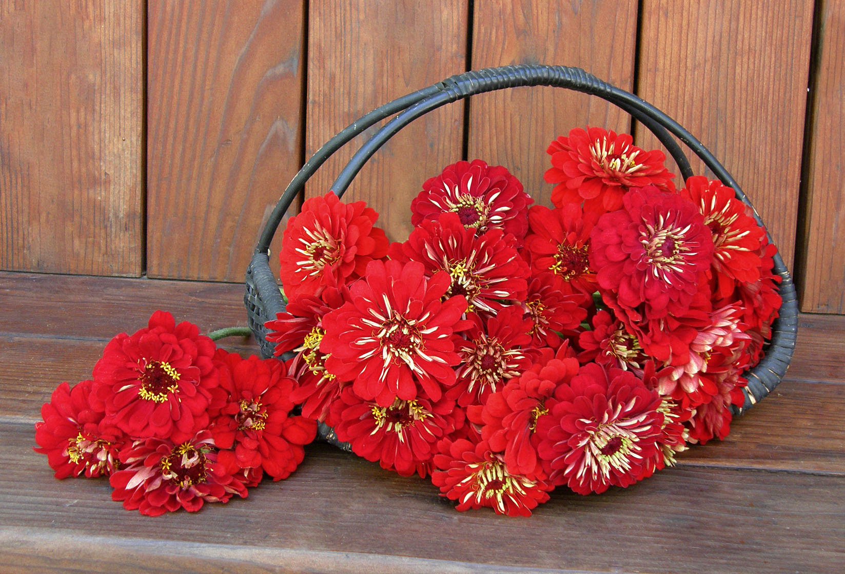 Moulin Rouge Heirloom Zinnia Seeds Flower Seeds Renee's Garden and Perennials