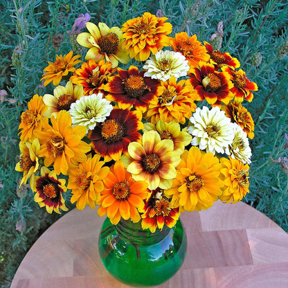Persian Carpet Heirloom Zinnia Seeds Flower Seeds Renee's Garden and Perennials