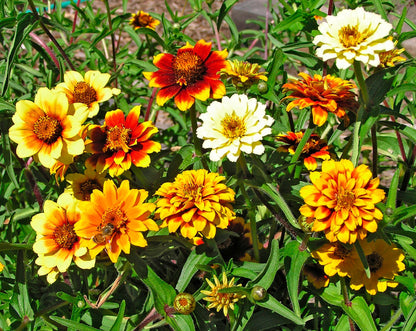 Persian Carpet Heirloom Zinnia Seeds Flower Seeds Renee's Garden and Perennials